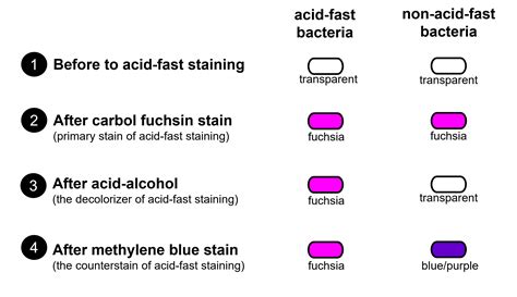 importance of acid fast staining.